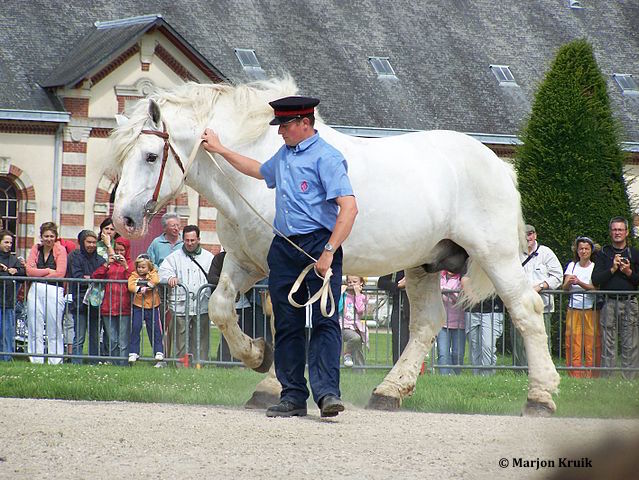 Pour la Cour des Comptes, L’Institut français du cheval et de l’équitation (IFCE) est né d'une réforme mal conduite et une extinction est à programmer