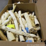 Trafic illegal ivoire