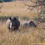 trafic animaux rhinoceros