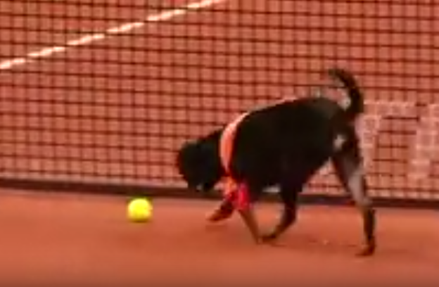 Au Brésil, les ramasseurs de balles de tennis sont des chiens