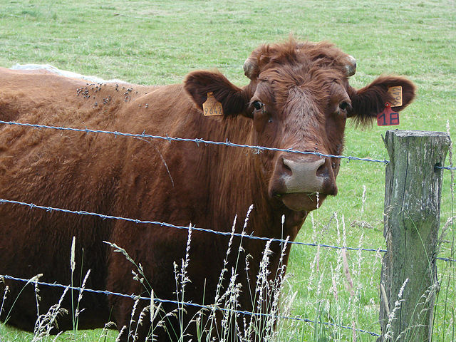 Le ministère de l’Agriculture a annoncé, le 24 mars, la confirmation d’un cas d’encéphalopathie spongiforme bovine (ESB) en France, détecté chez une vache salers