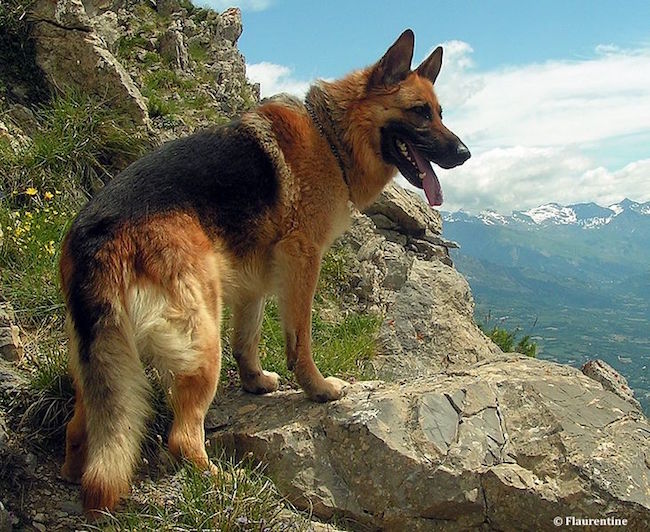 Pour 2015, le berger allemand est de nouveau le chien de race préféré des Français par son nombre d'inscriptions au Livre des origines français (LOF)