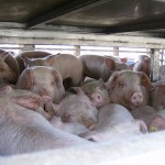 Bien-etre animal transport porcs