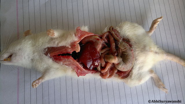 Le Snes-FSU avait déposé une requête contre l'interdiction de la dissection des souris en cours de sciences de la vie et de la Terre jusqu’au baccalauréat
