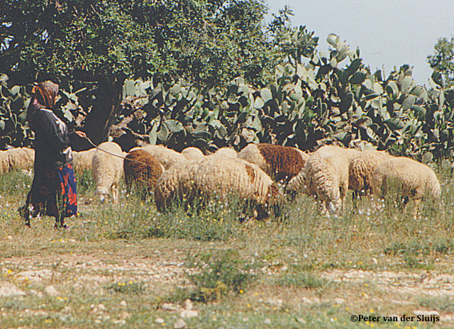 Désormais présente dans 76 pays, la peste des petits ruminants continue de se propager et décime des milliers de moutons et de chèvres