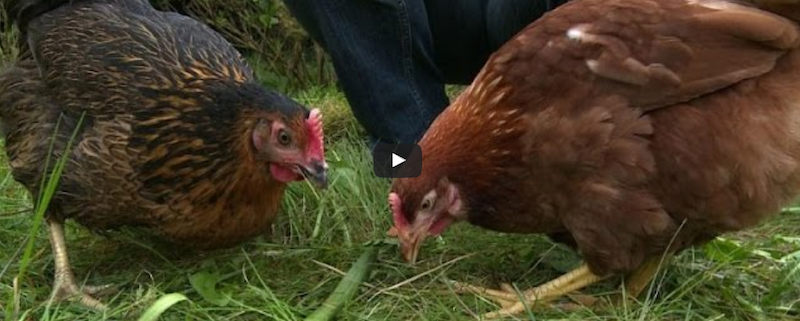 Les poules envahissent l'agglomération de Versailles. Elles peuvent consommer quelque 150 Kg de déchets alimentaires par an.