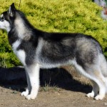 chien de race Siberian husky