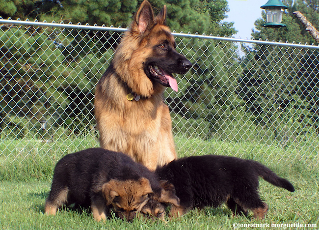 la stérilisation des chiens de race berger allemand avant l’âge d’un an triple le risque de développer une affection articulaire, la dysplasie de la hanche ou du coude