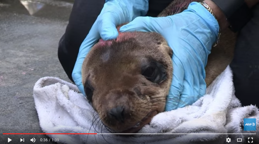 Les vétérinaires se mobilisent pour sauver les phoques de Californie face à El Niño Les vétérinaires se mobilisent pour sauver les phoques de Californie face à El Niño