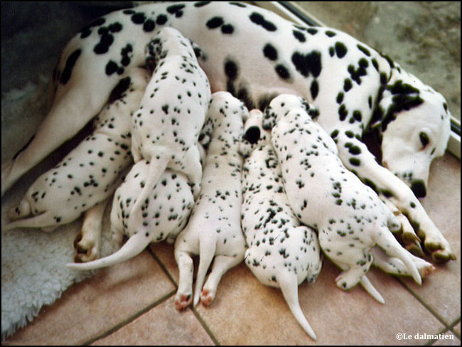 elevage de chien de race de chien dalmatien