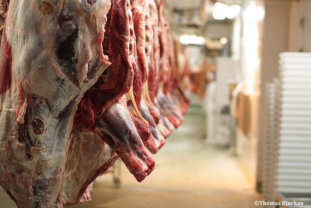 Abattoirs : une proposition de loi, déposée le 20 juillet par 74 députés vise à prévenir et réduire le plus possible la souffrance des animaux d’élevage