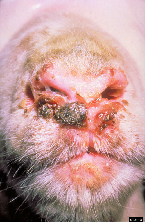 Dermatose nodulaire contagieuse Capripox_virus_disease