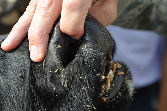 La DGAL a diffusé, le 11 août, une instruction destinée à informer les vétérinaires et les éleveurs sur la dermatose nodulaire contagieuse des bovins