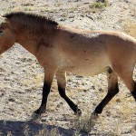 Domestication Equus_przewalskii_Shinjang