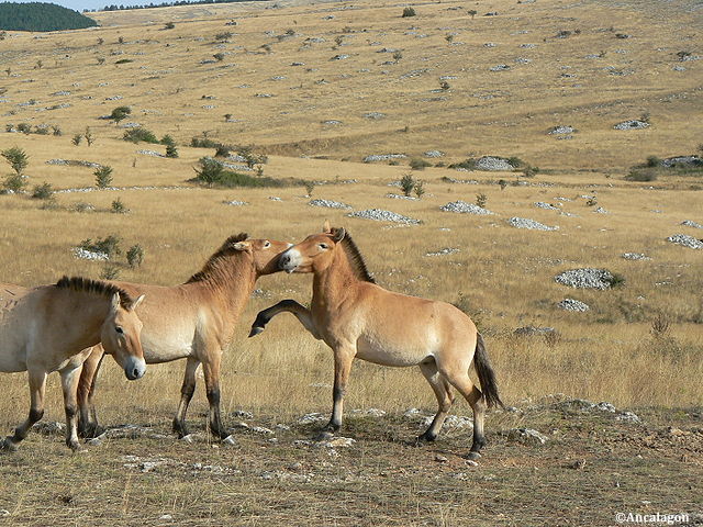 L’étude des données pangénomiques des chevaux anciens et modernes a permis de mieux cerner le processus de domestication des équidés