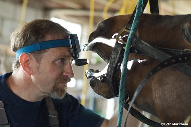 Une série d’études sur les soins bucco-dentaires chez le cheval donnent accès aux récents résultats de la recherche en dentisterie équine au UK