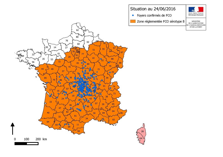 En France, malgré la mise en œuvre de la vaccination contre la FCO de sérotype 8, qui totalisait au 12 septembre 331 exploitations certifiées vaccinées au sein de 12 départements