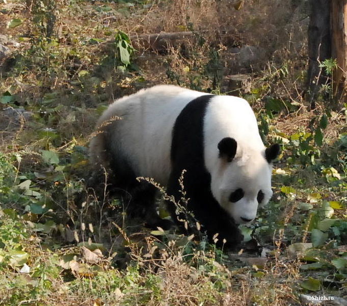 Panda UICN
