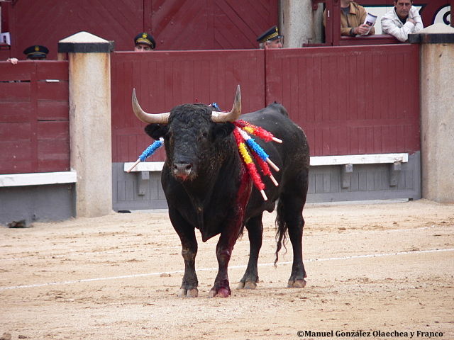 La corrida n'est aucunement compatible avec le respect du bien-être animal et du code de déontologie pour l'Ordre des vétérinaires français