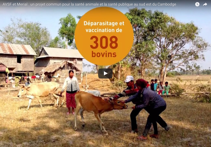 AVSF et Merial collaborent à un programme de santé animale qui vise à développer les productions animales et à réduire l’impact des zoonoses dans six villages au sud-est du Cambodge