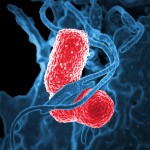 antimicrobien-antibioresistance
