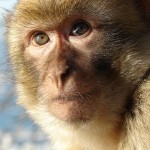 cites-640px-gibraltar_barbary_macaque