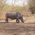 cites rhinoceros_blanc-_reserve_de_bandia_-_panoramio
