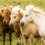 filiere equine poney islandais