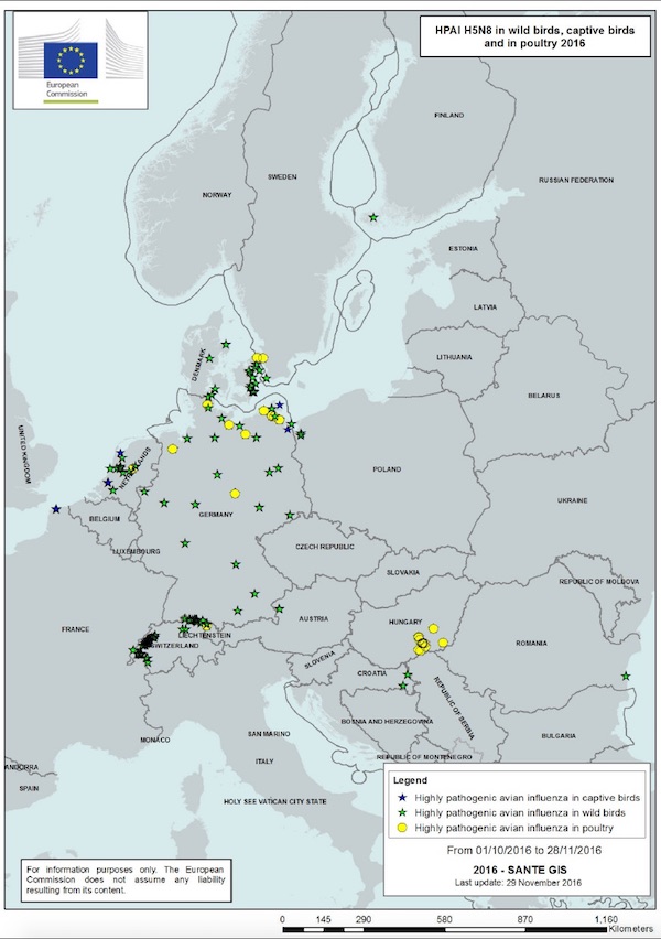 Les foyers d'influenza aviaire hautement pathogène (IAHP) de sous-type H5N8 se multiplient en Europe, tant au sein des populations d’oiseaux sauvages que dans les élevages de volailles.
