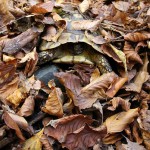 hibernation-tortue-hermann