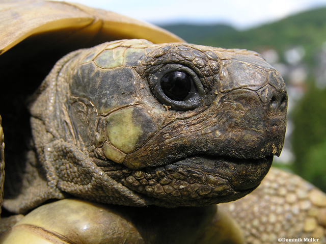 Trois organisations vétérinaires ont publié un communiqué commun, le 18 octobre, pour sensibiliser les propriétaires de tortues terrestres à la meilleure façon de gérer l’hibernation de ces reptiles.