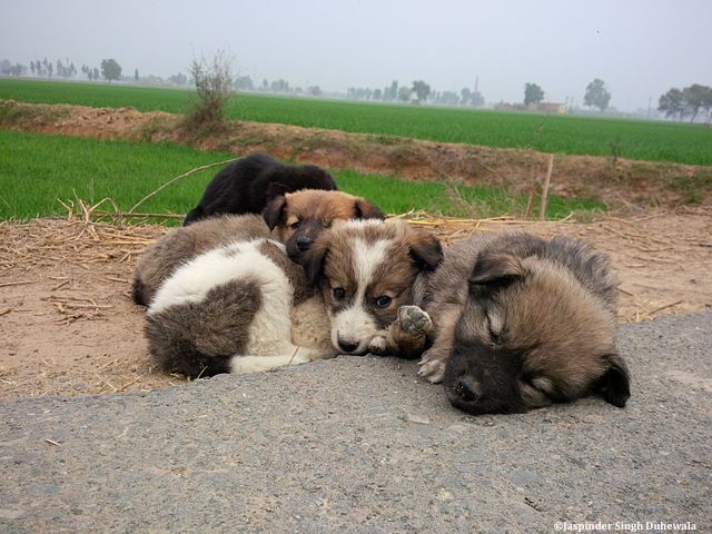 Trois organisations vétérinaires européennes (FVE, UEVP, Fecava) ont pris position face aux dérives de l’élevage canin et du commerce de chiens en Europe