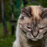 fin de vie euthanasie chat