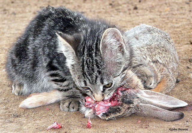 L’université du Queensland a mené une vaste enquête sur l’impact écologique de la présence sur le sol australien d’un redoutable prédateur, le chat sauvage.