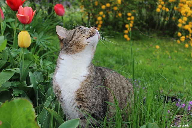 Faune et flore ne font pas toujours bon ménage. Pour les chiens et les chats, le risque d’ingérer des plantes toxiques s’accroît avec l’arrivée du printemps