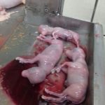 gestation-abattoir-foetus-sang-veaux