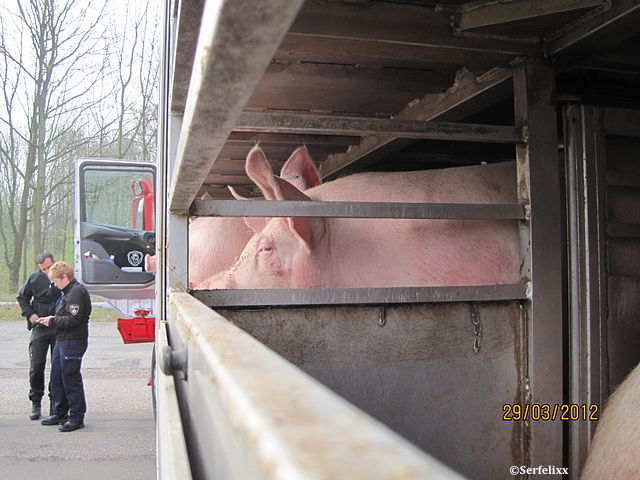 Les professionnels impliqués dans le transport des porcs en Europe, ont accès aux lignes directrices éditées par la FVE, fédération européenne vétérinaire