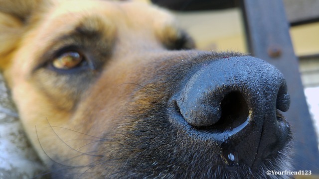 Les propriétaires de chiens à risque d’exposition au virus de la grippe canine sont incités à les faire vacciner tous les ans contre H3N8 et H3N2