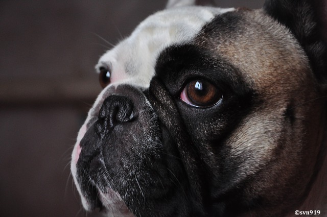 Vetitude Race Brachycephale Bouledogue Francais