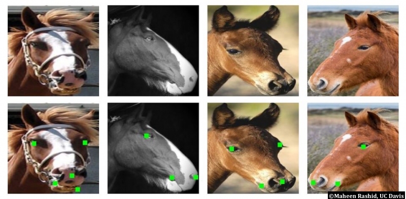 Un logiciel à reconnaissance faciale prêt à “apprendre” comment lire les signes inconscients de douleur, mais aussi de stress, de peur, d’ennui et d’anxiété chez les chevaux