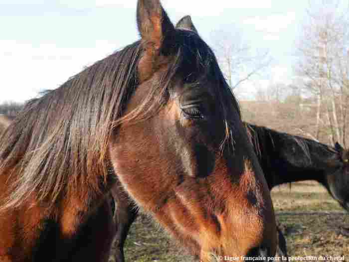 Bien-être équin : l’évaluation du mal-être chronique du cheval via le dosage de l’hormone du stress, montre des taux inférieurs de cortisol, fécal et plasmatique