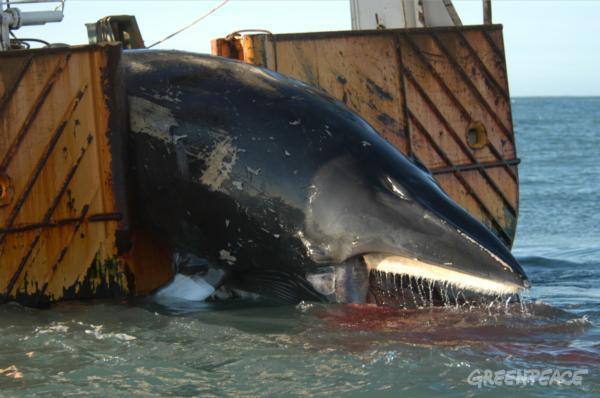 Chasse à la baleine: ces dernières années, les pêcheurs norvégiens ont tué plus de baleines que l’Islande et le Japon réunis, les deux autres États qui pratiquent cette chasse.