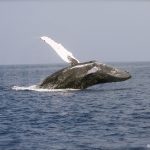 chasse à la baleine
