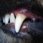 dentisterie veterinaire soins bucco-dentaires 2