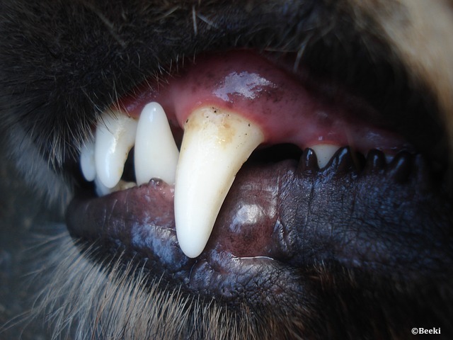 Dentisterie vétérinaire: la Wsava publie ses directives sur les soins bucco-dentaires pour animaux de compagnie & l'odontologie dans les écoles vétérinaires