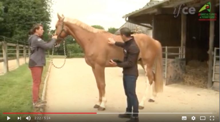 Equidés: la note corporelle du cheval Equidés: la note corporelle du cheval