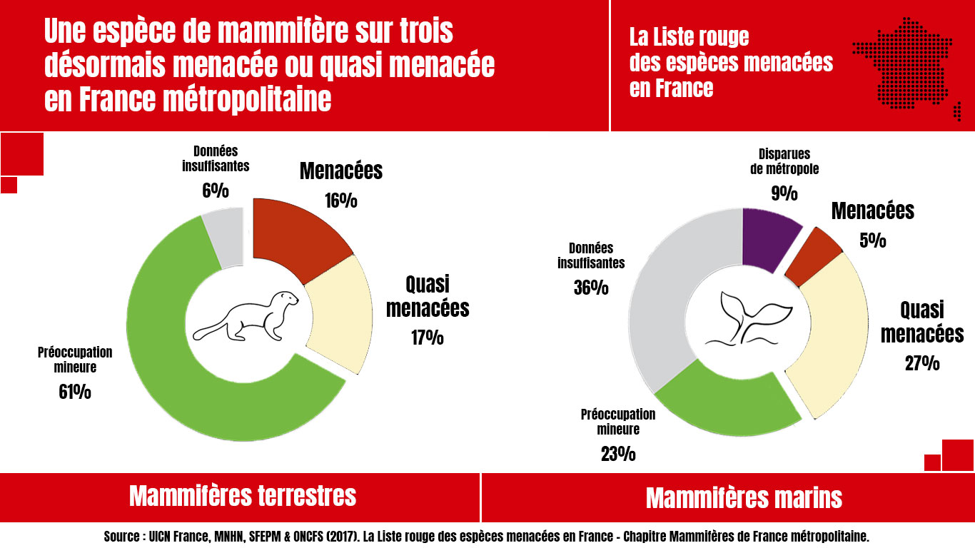 En France, 33 % des mammifères terrestres (+ 10 % par rapport à 2009) et 32 % des mammifères marins (+ 7 % versus 2009) sont soit menacés (17 espèces), soit quasi menacés (24 espèces)