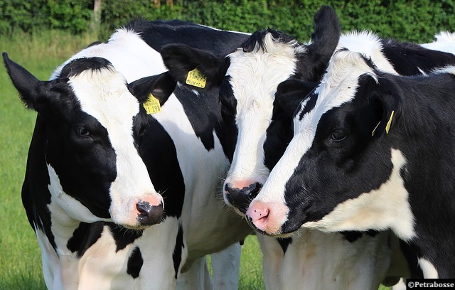 Antibiotiques: Un nouvel outil en ligne est proposé pour une utilisation plus responsable des antimicrobiens en élevage laitier