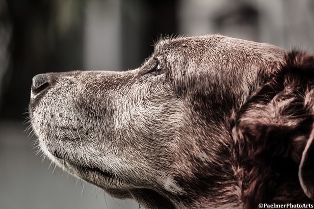 Càncer en gossos i vacunes FSP: el desenvolupament de tumors és molt més ràpid a gos, l'experimentació és Planificat durant cinc anys
