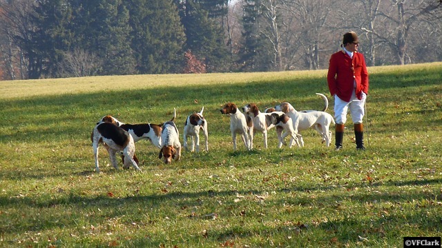 La tularémie est une zoonose majeure: l’espèce canine pourrait jouer un rôle d’hôte intermédiaire, voire constituer un réservoir de la maladie